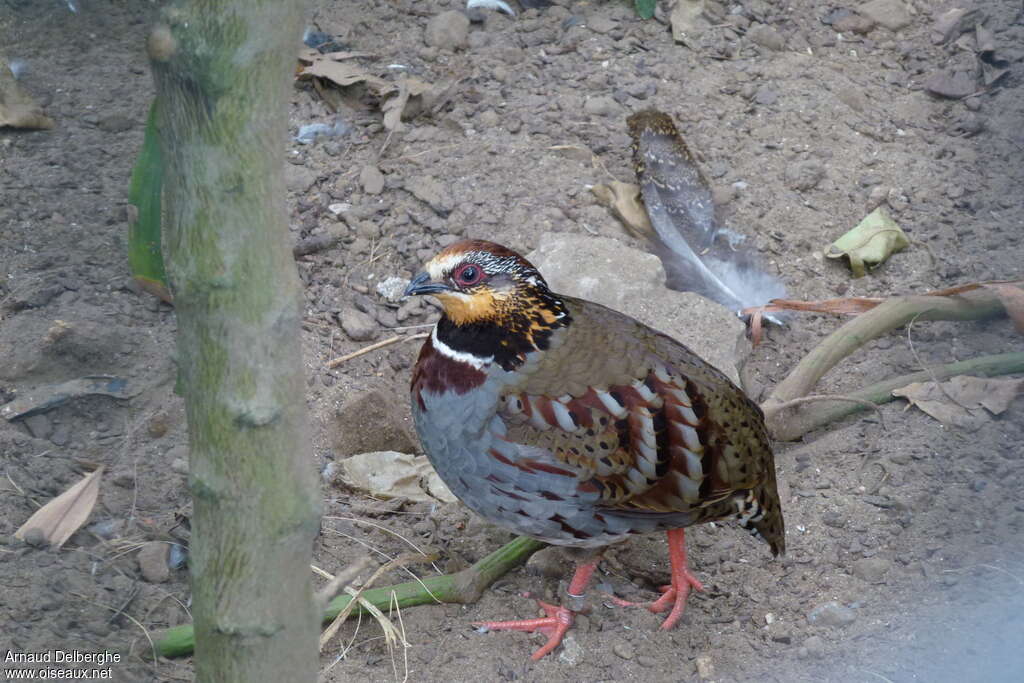 White-necklaced Partridgeadult