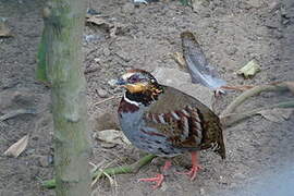 White-necklaced Partridge