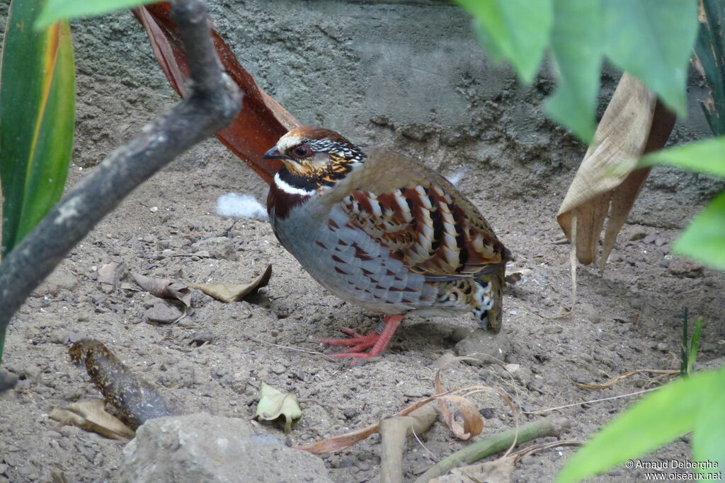 White-necklaced Partridge