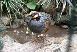 Chestnut-bellied Partridge