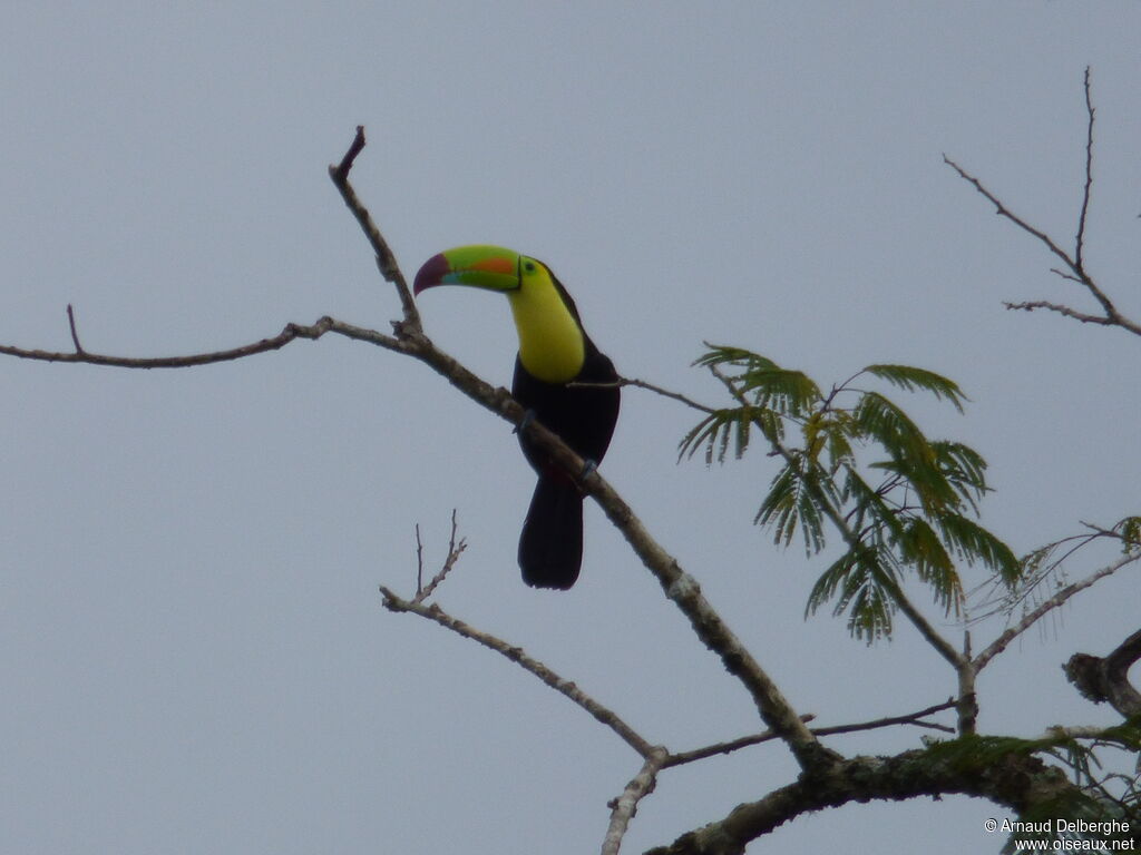 Keel-billed Toucan