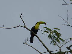 Toucan à carène