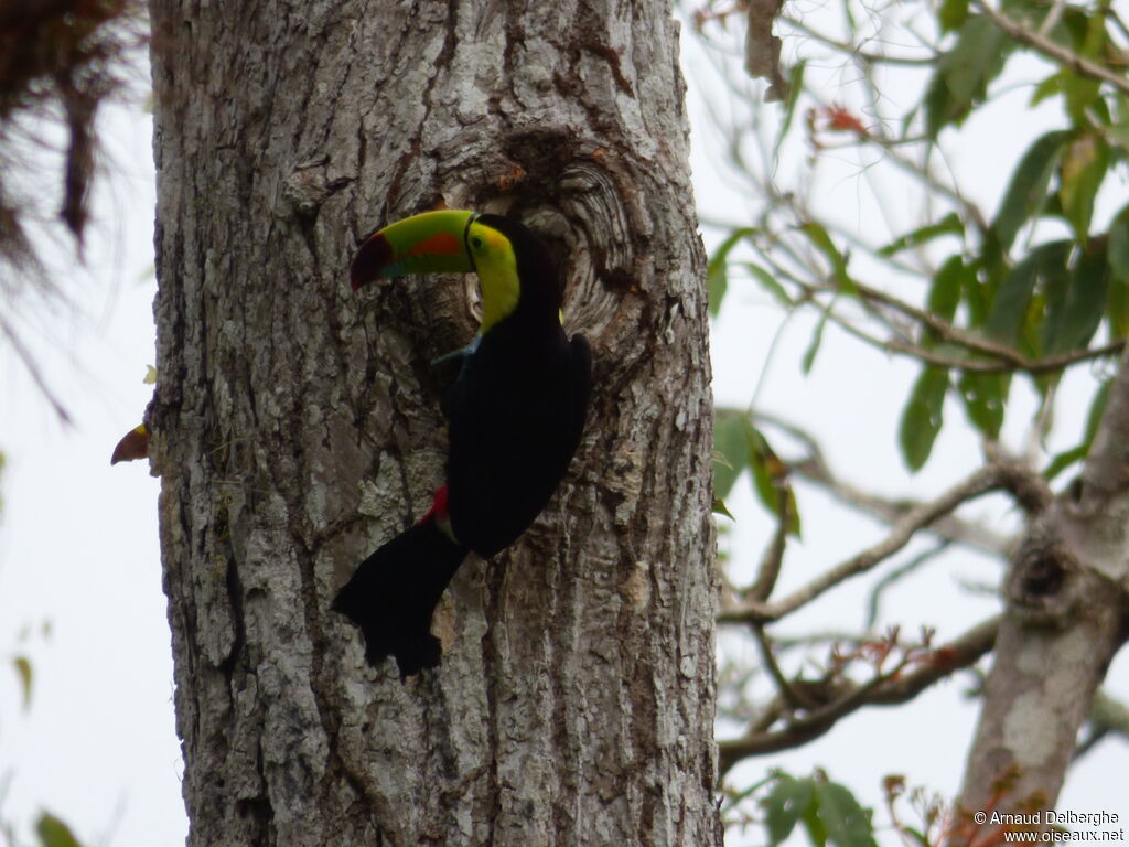 Toucan à carène