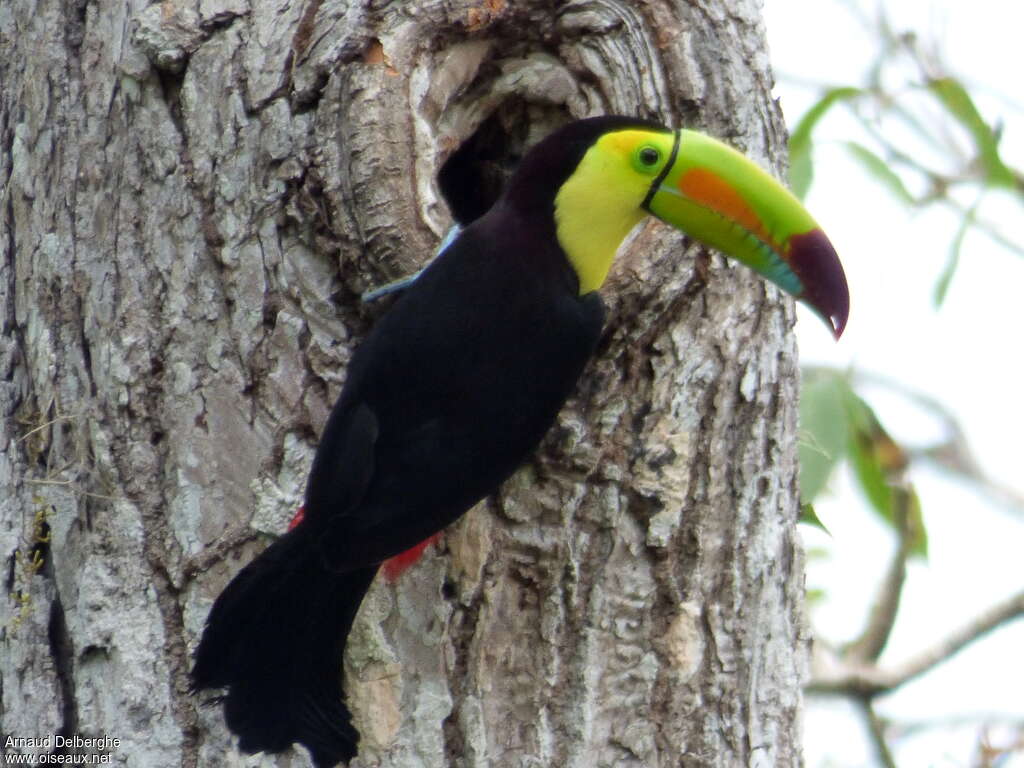 Toucan à carèneadulte, Nidification