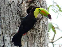 Toucan à carène