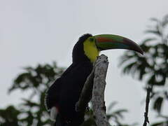 Keel-billed Toucan