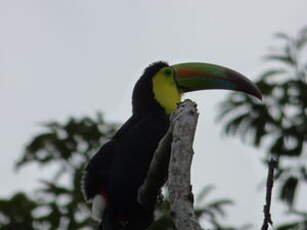 Toucan à carène