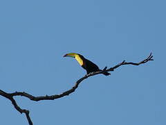 Toucan à carène