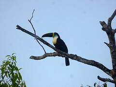 Channel-billed Toucan (culminatus)