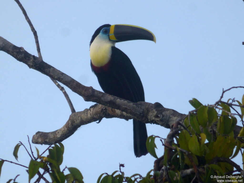 Toucan à culmen jaune