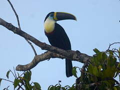 Channel-billed Toucan (culminatus)