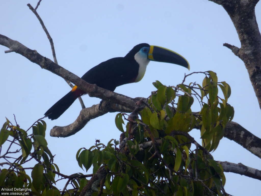 Channel-billed Toucan (culminatus)