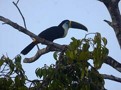 Channel-billed Toucan (culminatus)