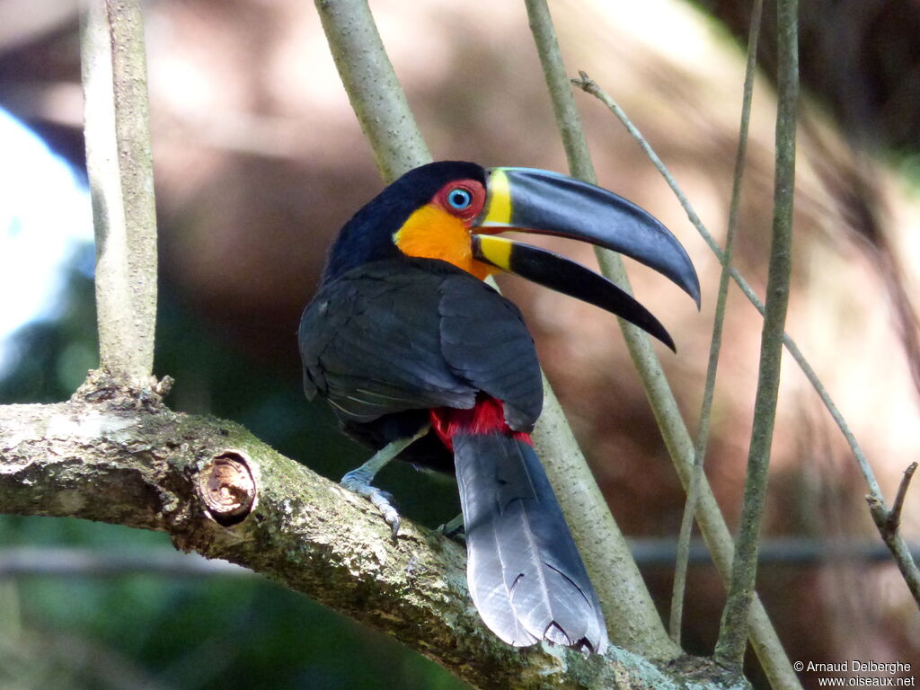 Channel-billed Toucan (ariel)