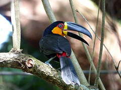 Channel-billed Toucan (ariel)