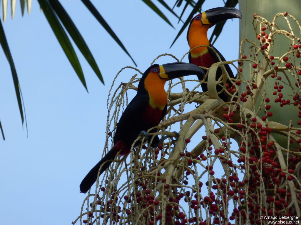 Channel-billed Toucan (ariel)