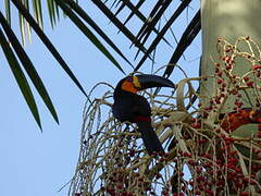 Channel-billed Toucan (ariel)