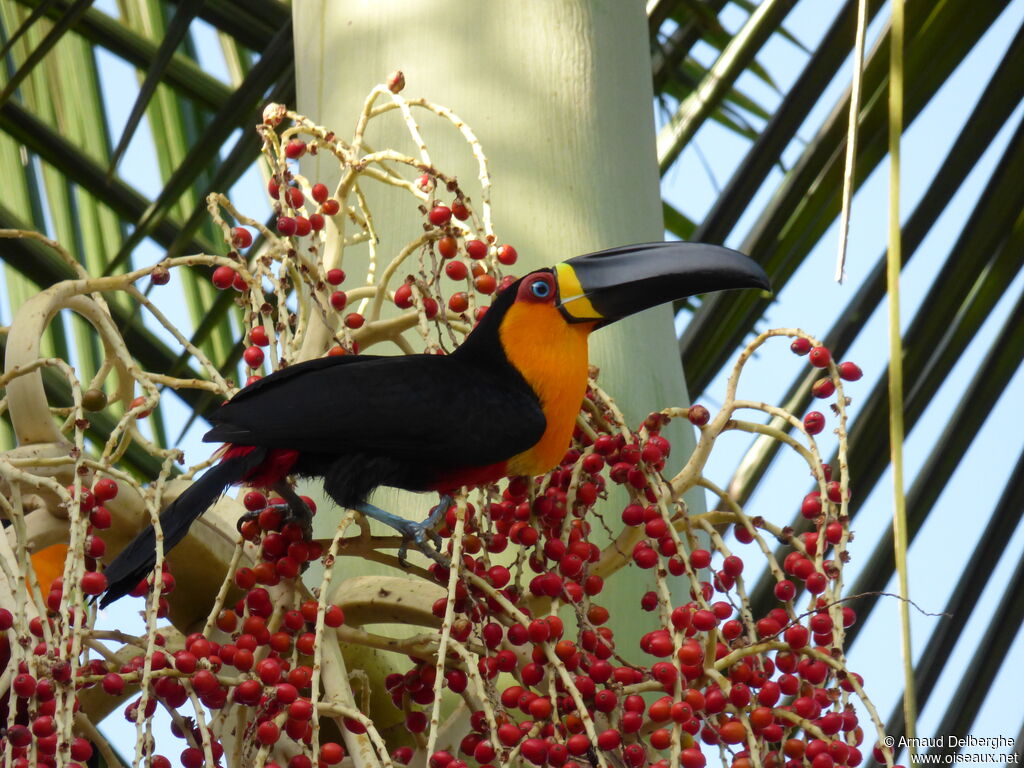 Channel-billed Toucan (ariel)