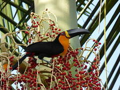 Channel-billed Toucan (ariel)