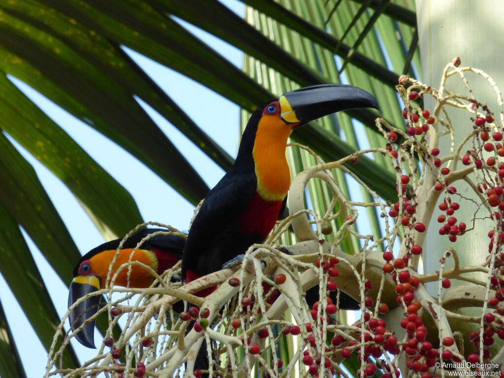 Channel-billed Toucan (ariel)