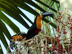 Channel-billed Toucan (ariel)