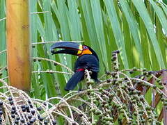 Channel-billed Toucan (ariel)