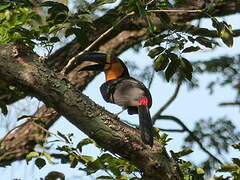 Channel-billed Toucan (ariel)