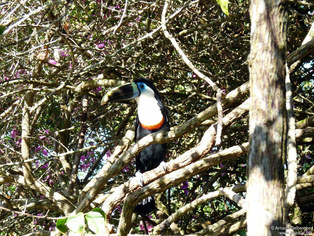 Toucan de Cuvier