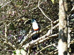 White-throated Toucan (cuvieri)