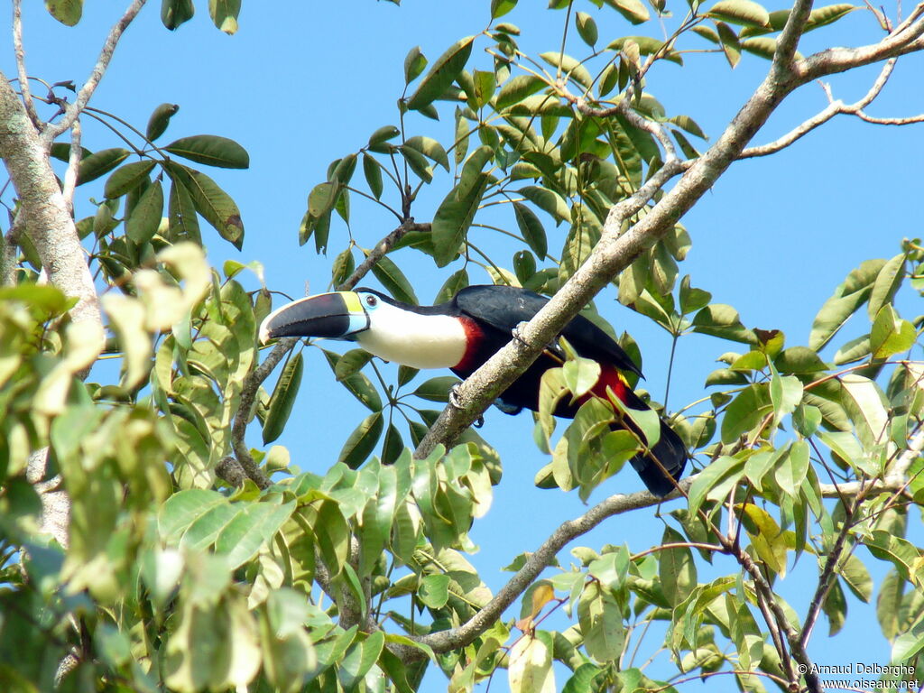 White-throated Toucan (cuvieri)