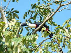 White-throated Toucan (cuvieri)