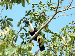 White-throated Toucan (cuvieri)