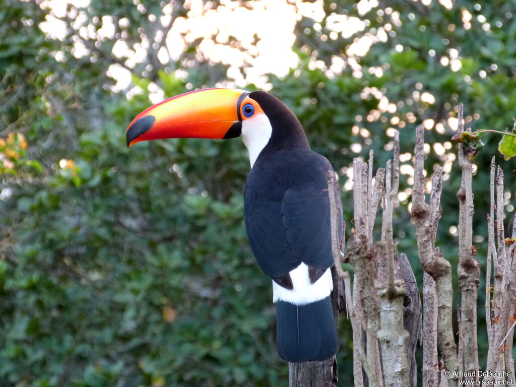 Toco Toucan