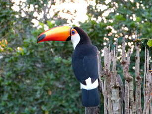 Toucan toco