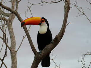 Toucan toco