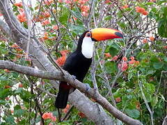 Toco Toucan