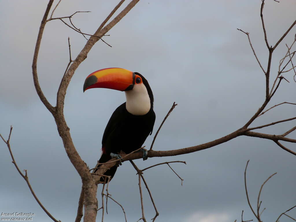 Toco Toucanadult, close-up portrait