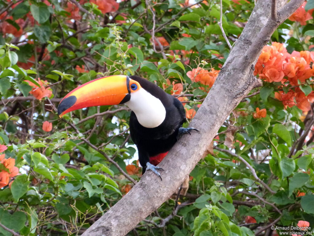 Toco Toucan