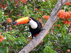 Toucan toco