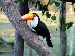 Toco Toucan