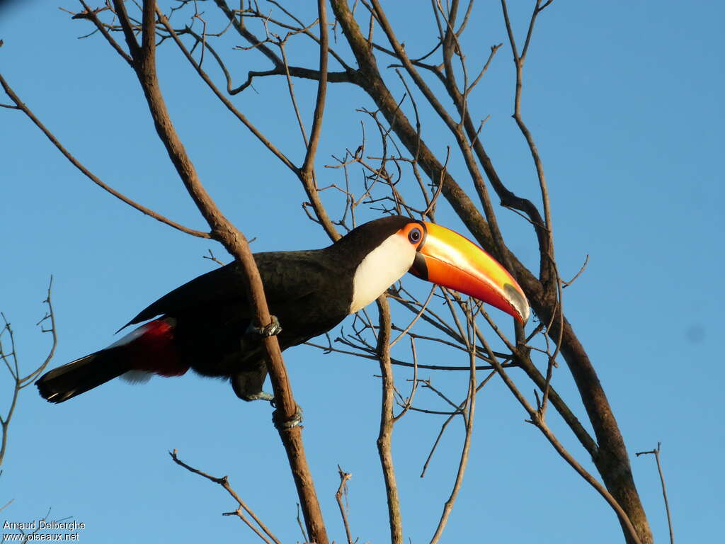 Toucan tocoadulte, identification