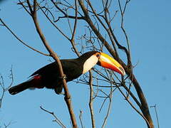 Toucan toco