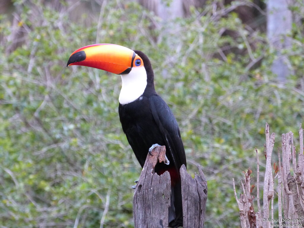 Toucan toco
