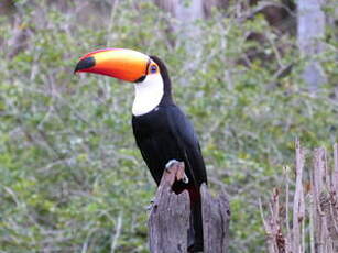 Toucan toco