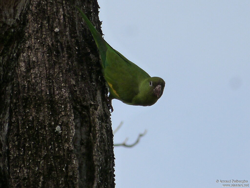 Yellow-chevroned Parakeet