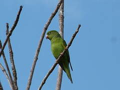 Yellow-chevroned Parakeet