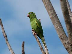 Yellow-chevroned Parakeet