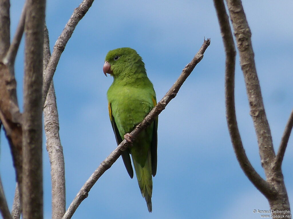 Yellow-chevroned Parakeet