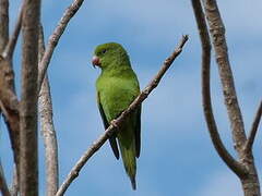 Yellow-chevroned Parakeet