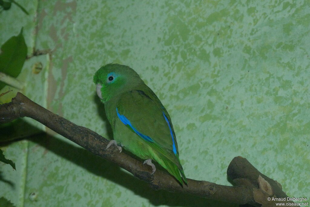 Spectacled Parrotlet